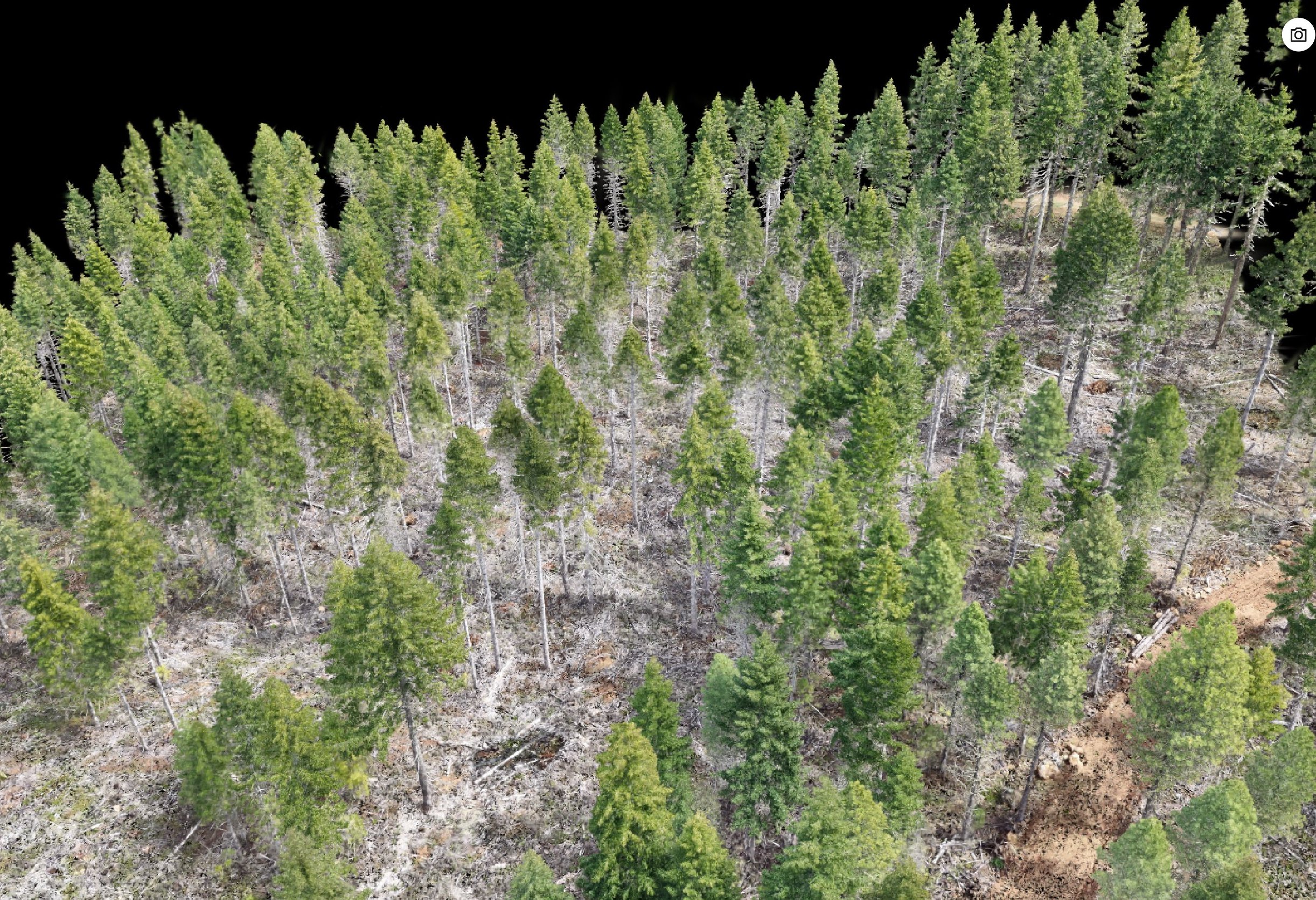Photographic 3D Gaussian splat of forest